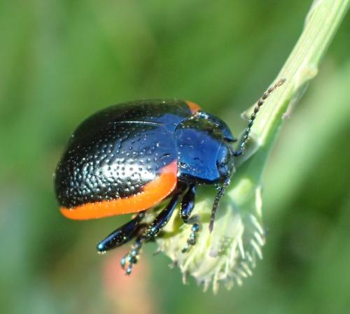 Chrysolina sp.